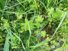 Alchemilla subcrenata