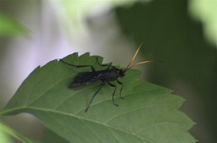 Ichneumon centrator