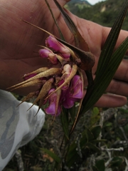 Elleanthus maculatus