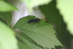 Ichneumon centrator