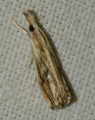 Catoptria verellus
