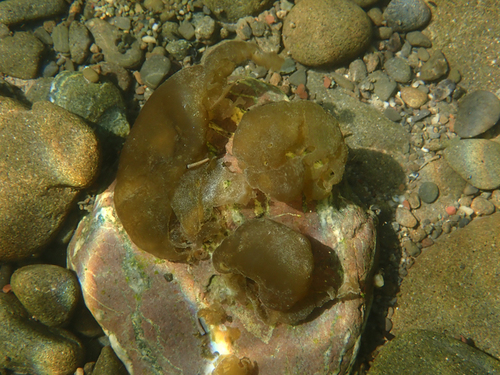 Nostoc sphaericum observed 2024-07-06