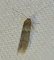 Blastobasis phycidella