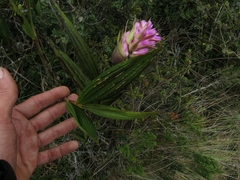 Elleanthus maculatus
