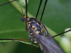 Nephrotoma pratensis