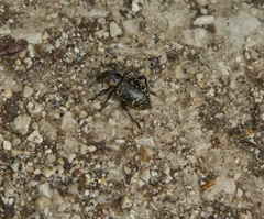 Liparus glabrirostris