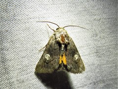 Copanarta aurea