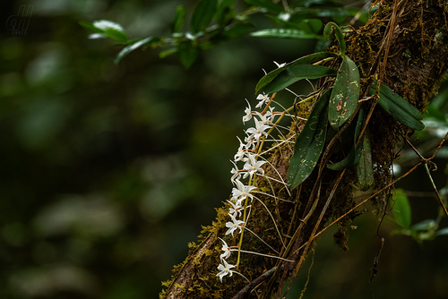 Aerangis articulata (Rchb.f.) Schltr. 4