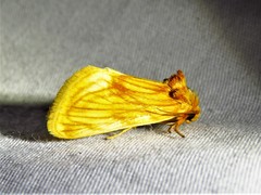 Cirrhophanus pretiosa