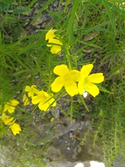 Calylophus