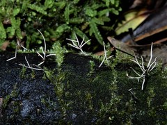Pterulaceae