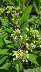 Apocynum × floribundum