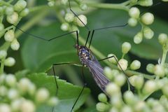 Nephrotoma pratensis