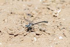 Octogomphus specularis