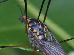 Nephrotoma pratensis