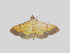 Ategumia
