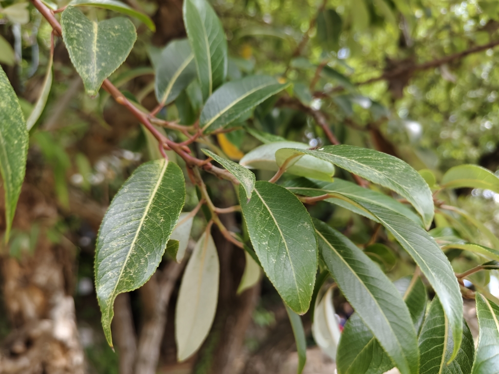 Salix cavaleriei