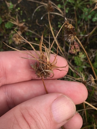 Image of Juncus sonderianus by (c) Stephen Thorpe, some rights reserved (CC BY)