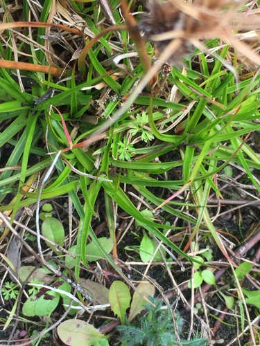 Image of Juncus sonderianus by (c) Stephen Thorpe, some rights reserved (CC BY)