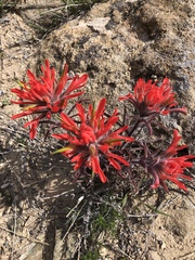 Castilleja chromosa