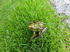 Lithobates spectabilis