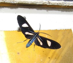 Euagra azurea