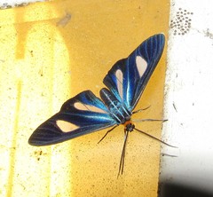 Euagra azurea