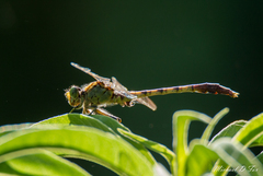 Arigomphus submedianus