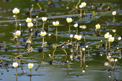 Ranunculus circinatus