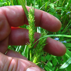 Carex trichocarpa