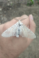 Cerura