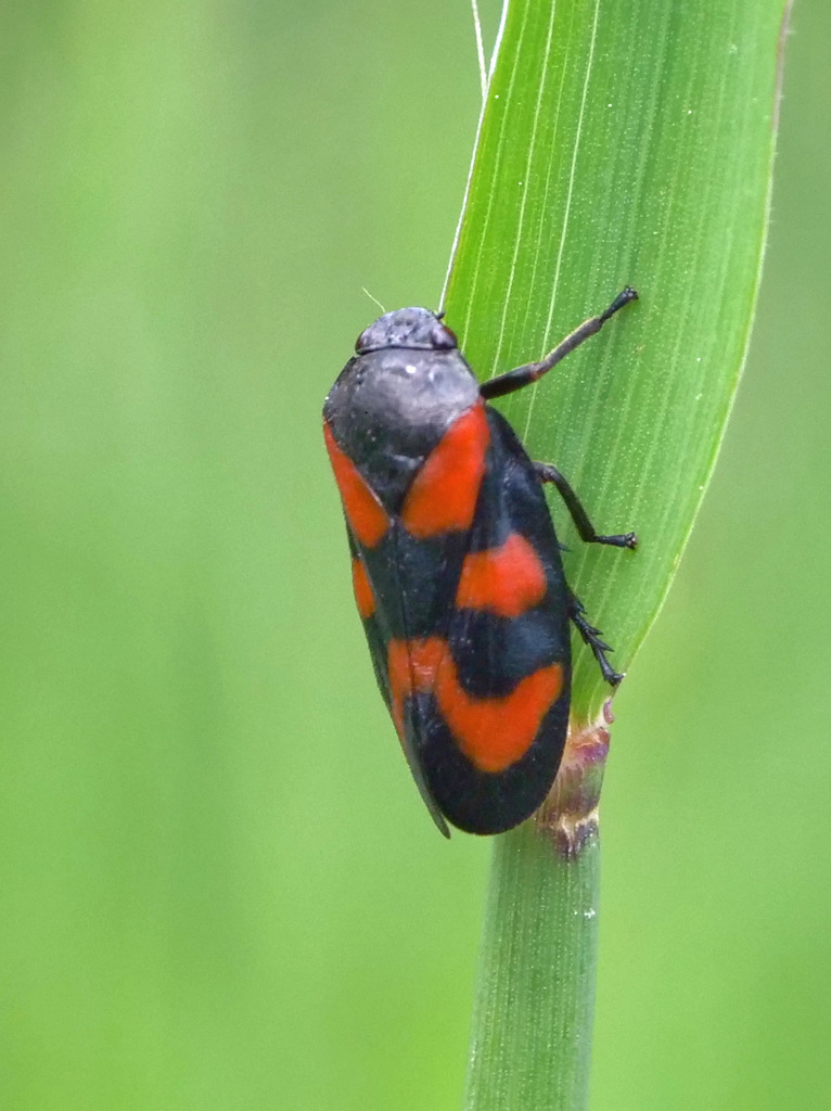 Cercopina