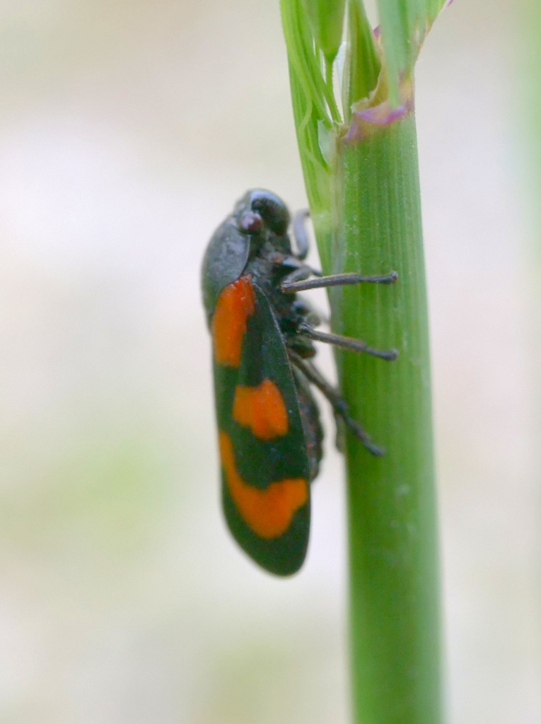 Cercopis vulnerata ; (c) Wolfgang Jauch, some rights reserved (CC BY), uploaded by Wolfgang Jauch