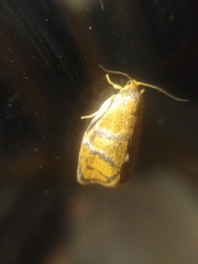 Ptycholoma lecheana