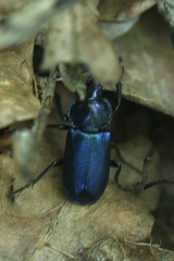 Platycerus caraboides