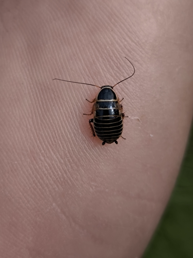 Phyllodromica bolivariana