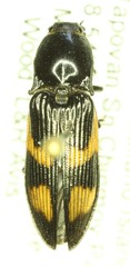 Selatosomus suckleyi