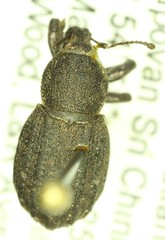Dyslobus granicollis