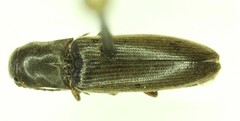Dalopius tristis
