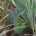 Pelargonium pulverulentum - Photo (c) Karen Eichholz,  זכויות יוצרים חלקיות (CC BY), הועלה על ידי Karen Eichholz