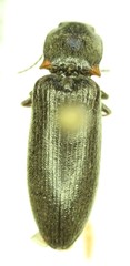 Ctenicera angularis