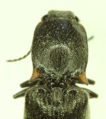Ctenicera angularis