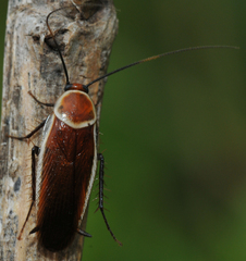 Pseudomops septentrionalis