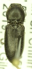 Cardiophorus