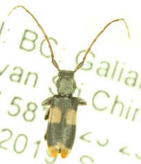 Dicentrus bluthneri