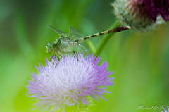 Arigomphus submedianus