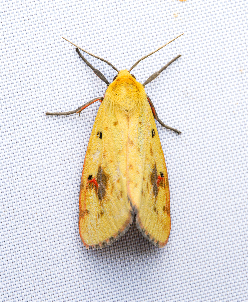 Diacrisia subvaria