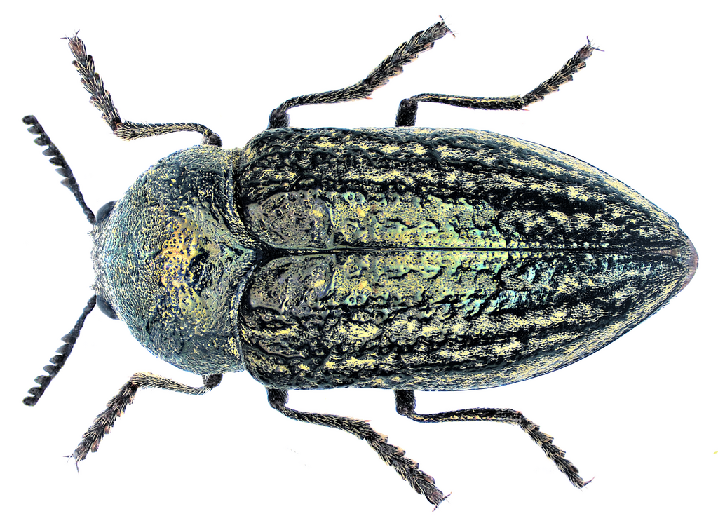 Julodella globithorax