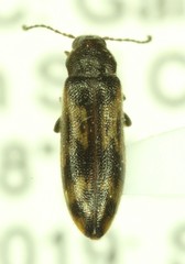 Prothalpia holmbergi