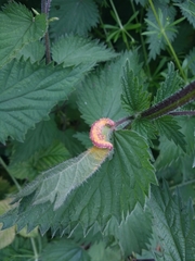 Puccinia urticata